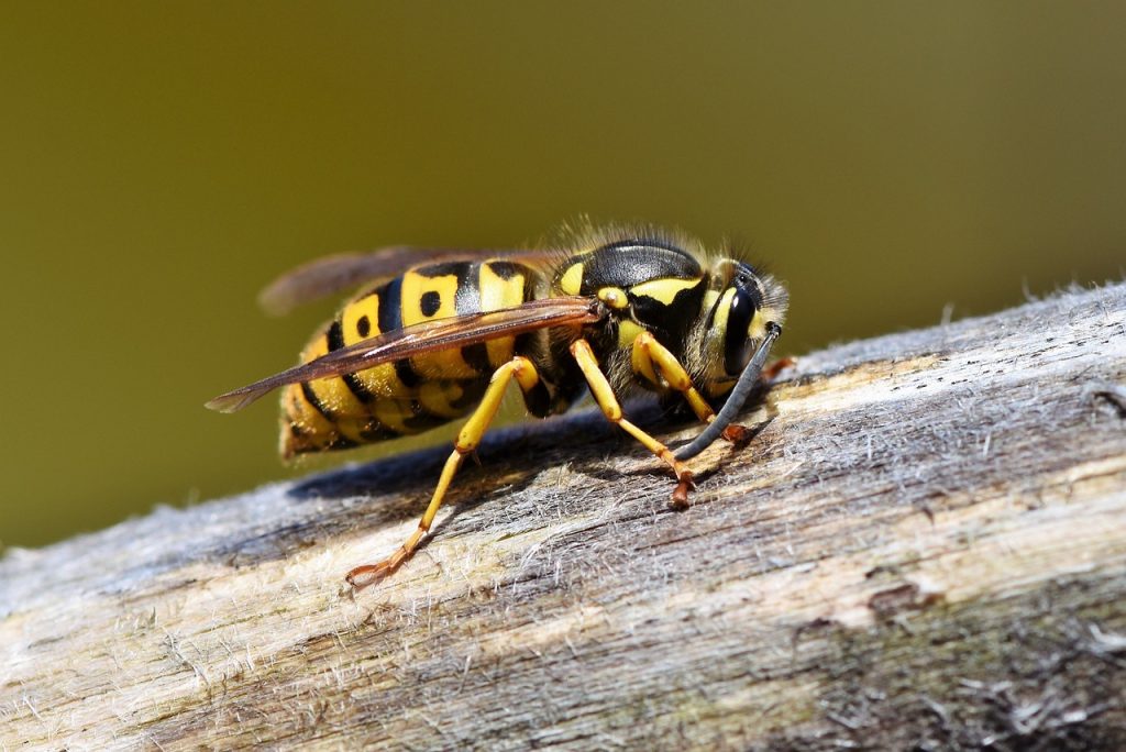 The Ultimate Guide to Using Wasp Spray for Self Defense